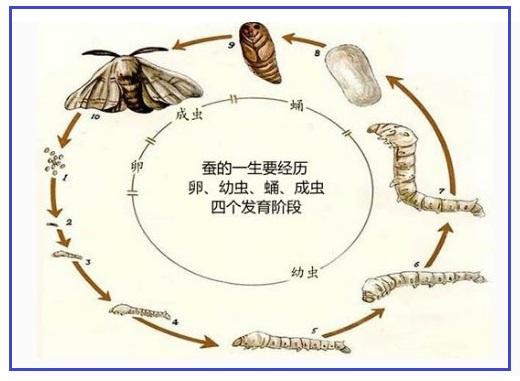 動物生長周期